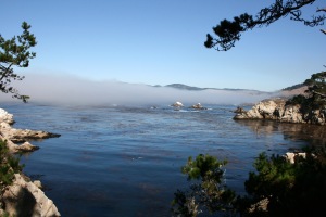 Point Lobos Copyright by Holly Hedman